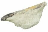 Rooted Fossil Sea Lion (Allodesmus) Tooth - Bakersfield, CA #351416-1